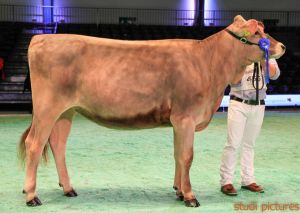 Swiss Expo Brown Swiss-75